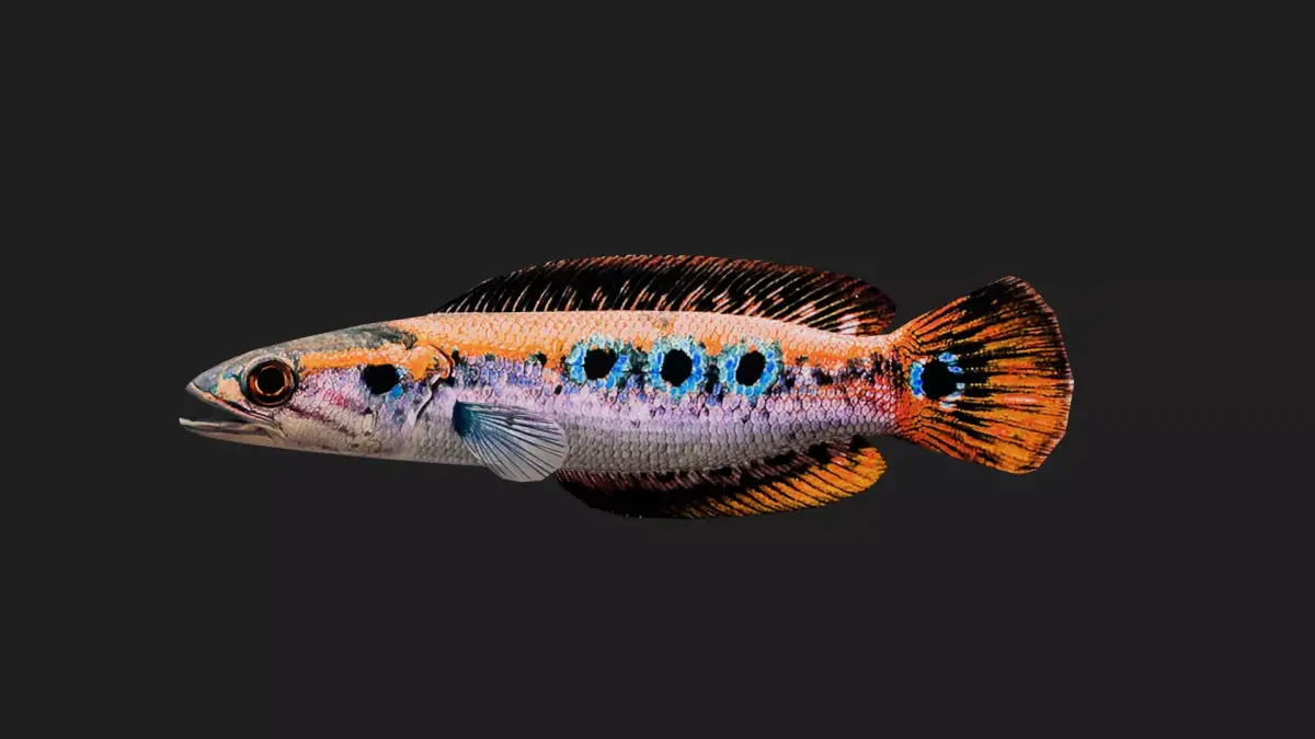 Snakehead Low-poly 3D model purchase