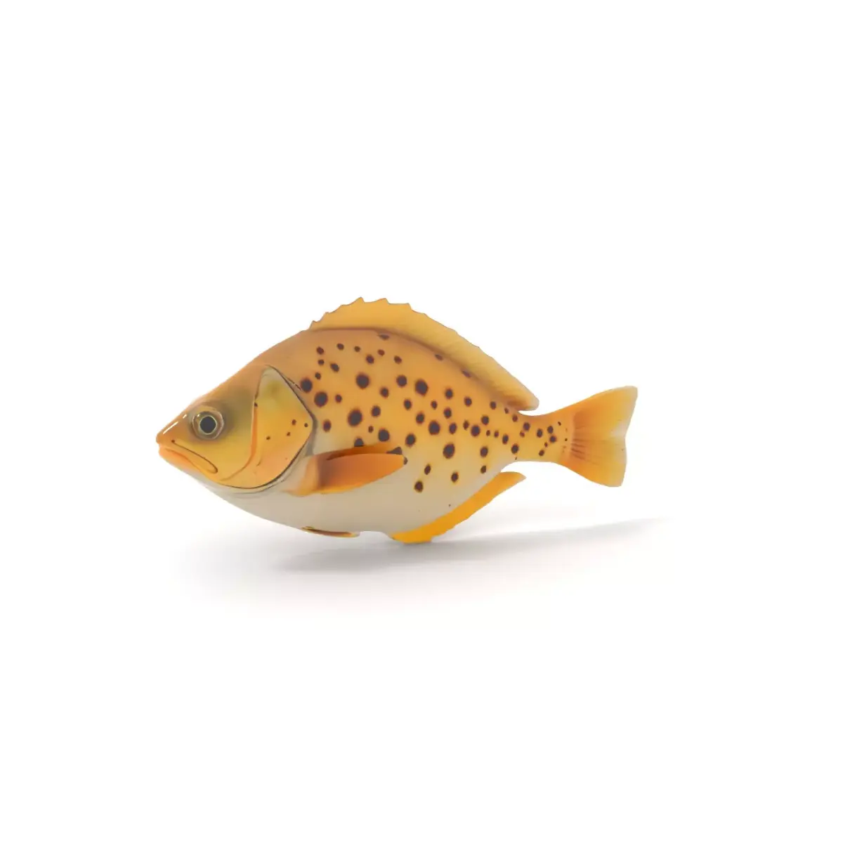 Spotted Fish model pack Low-poly 3D model