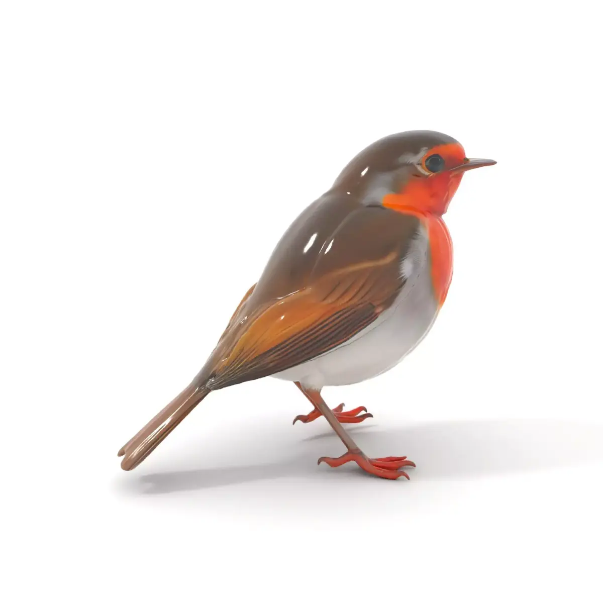 Vibrant Robin Bird model pack Low-poly 3D model purchase