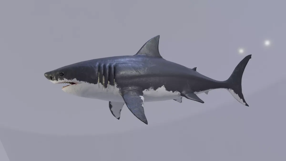 White Shark Animated OldModel Low-poly 3D model