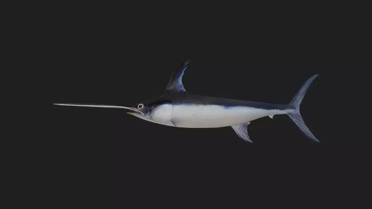Swordfish Low-poly 3D model purchase