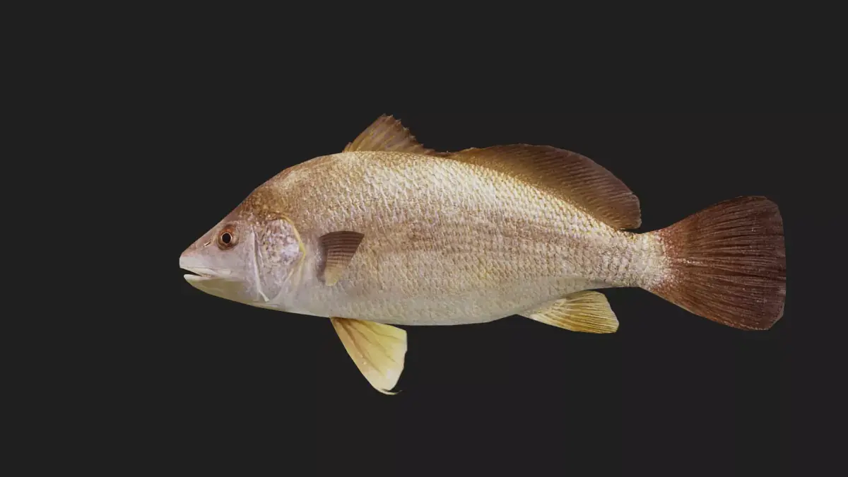 Darter Low-poly 3D model purchase