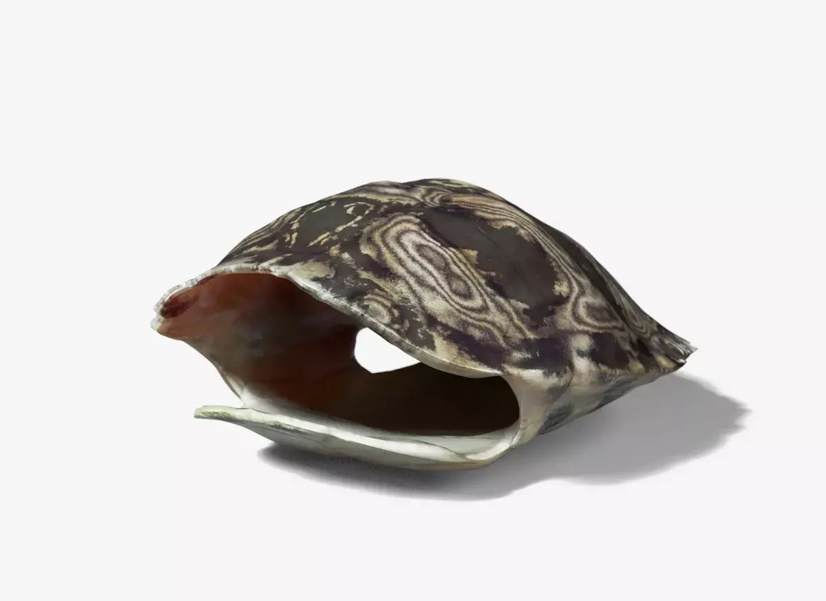 Painted Turtle Shell Free 3D model