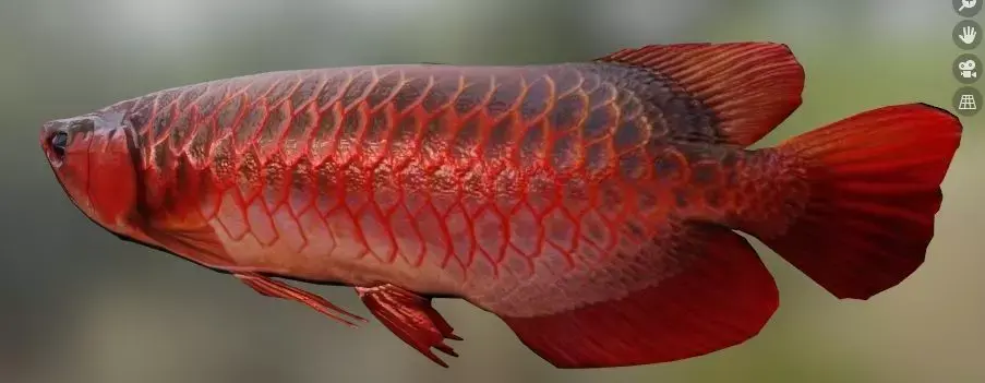 Red Arowana 3D model