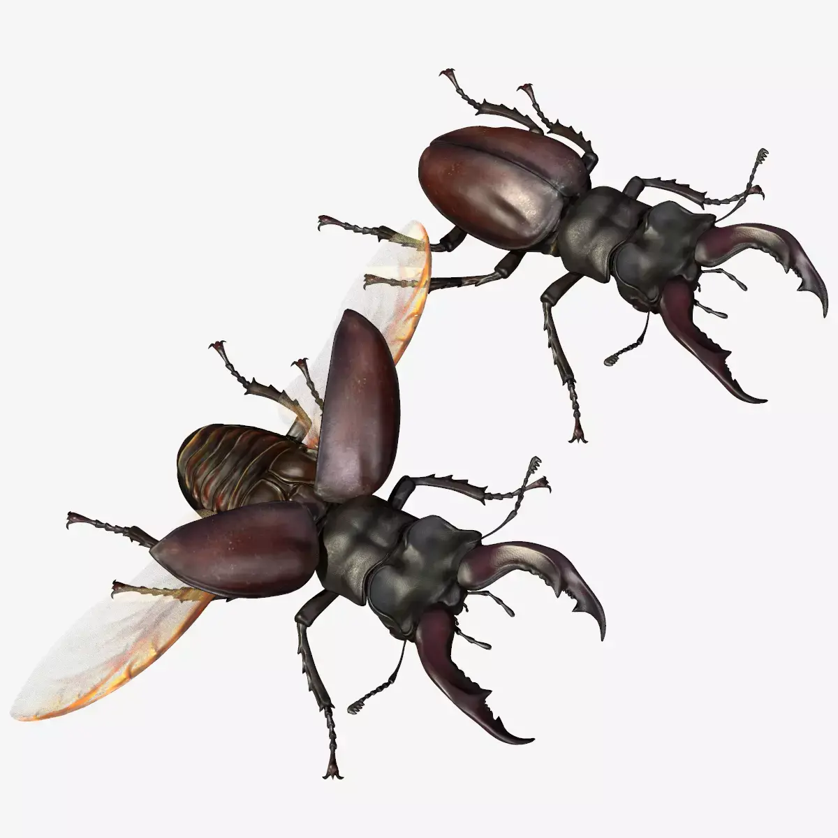Stag Beetle Low-poly 3D model buy