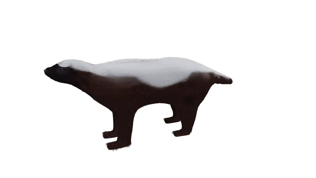 HoneyBadger dog in snow Low-poly 3D model