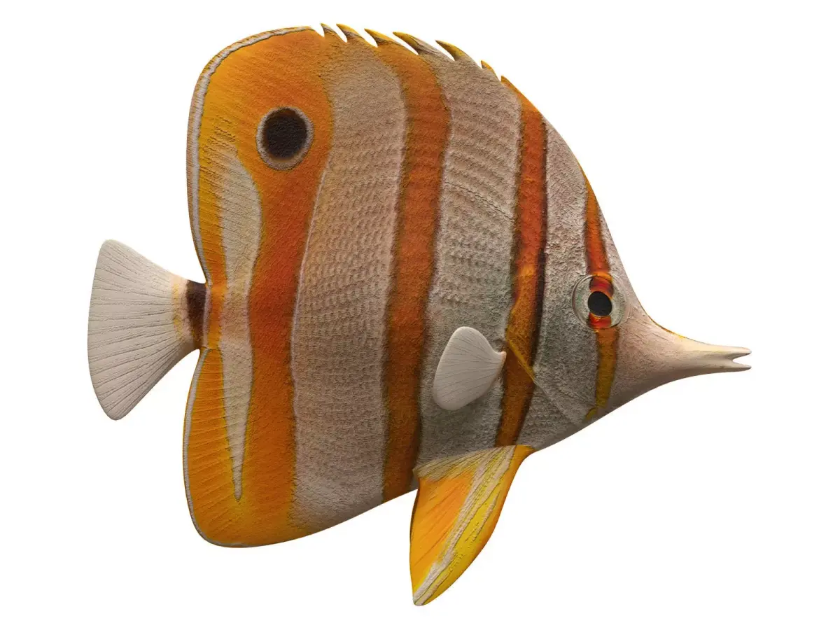 butterfly fish Low-poly 3D model get
