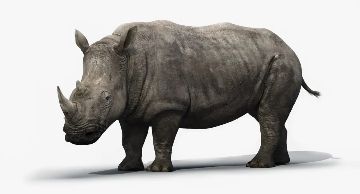 Rhino Rigged  purchase 3D model