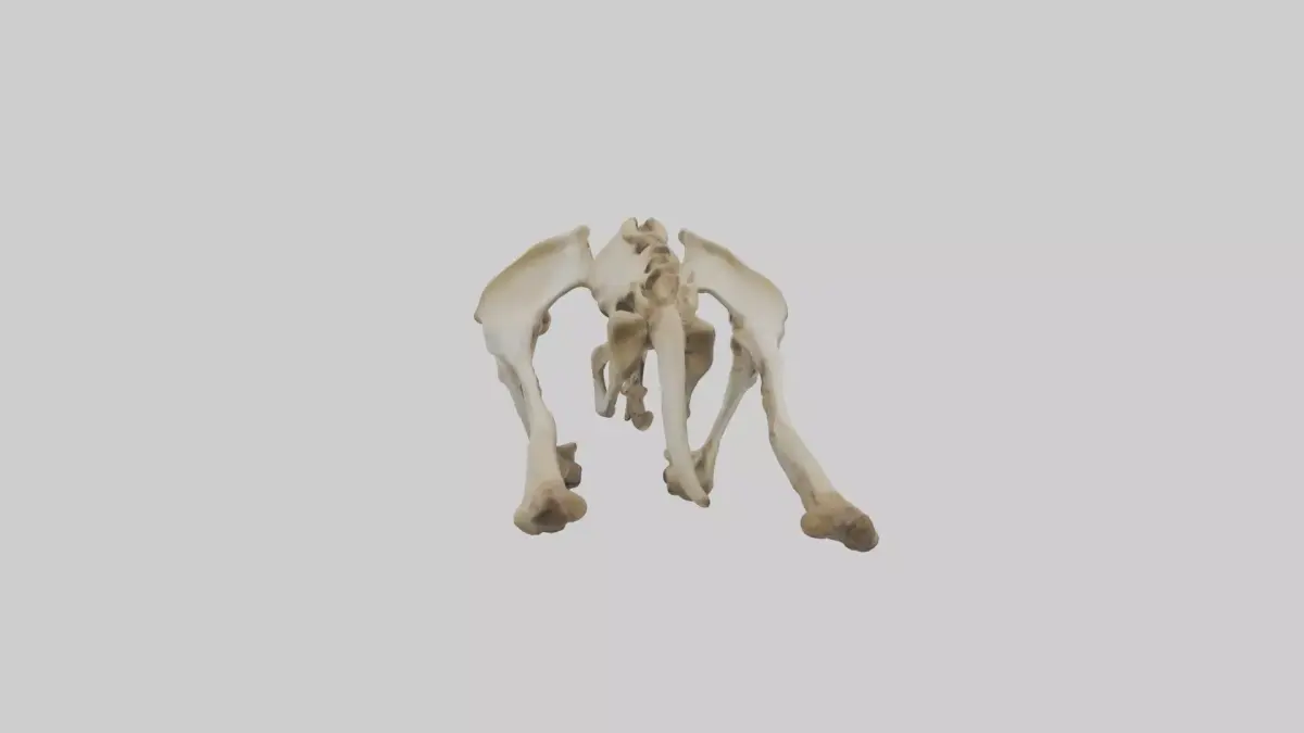 Kangaroo Pelvis Low-poly 3D model