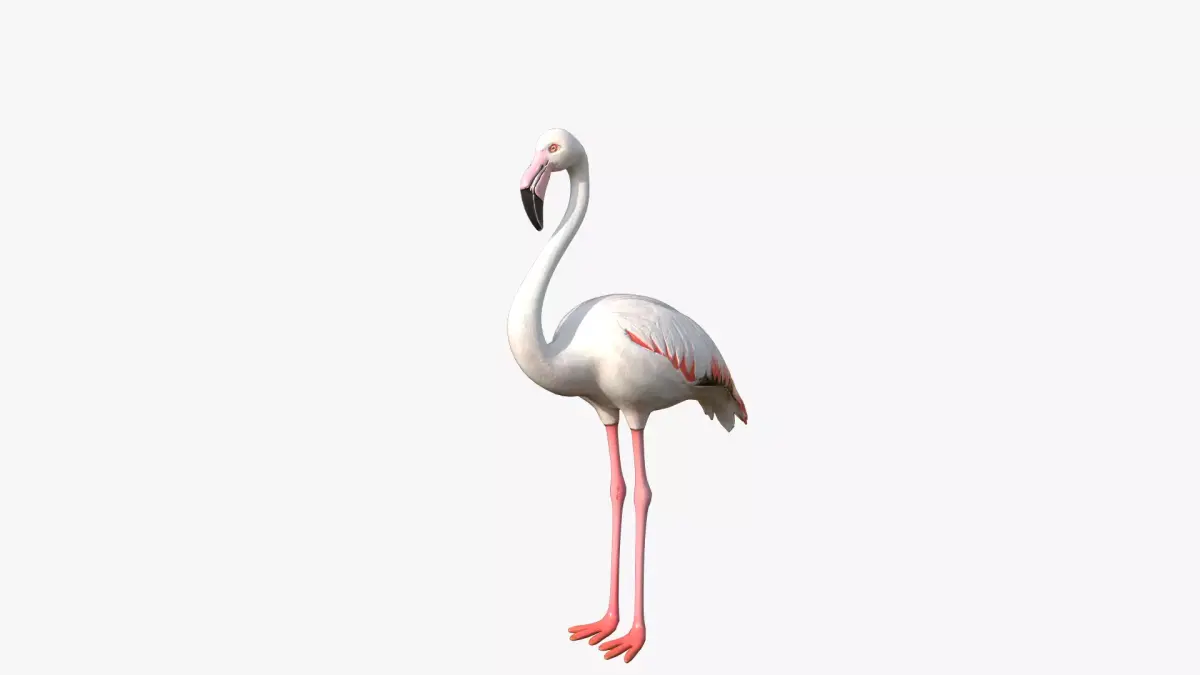 White Flamingo Low-poly 3D model