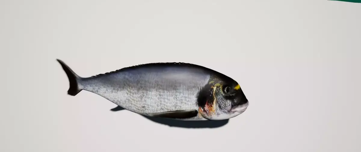 Gilthead Sea Bream mediterranean sea fish rigged animated Low-poly 3D model