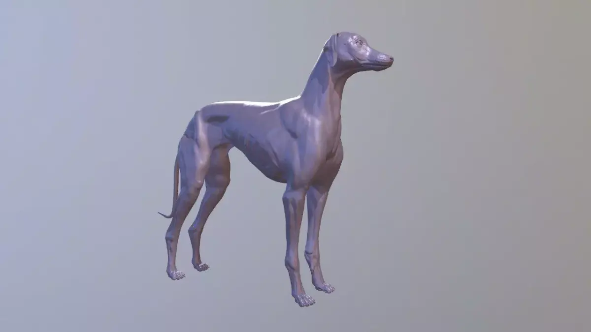 Greyhound Dog Realistic Free 3D model