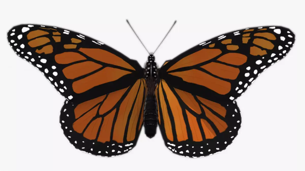 Monarch butterfly Low-poly 3D model get