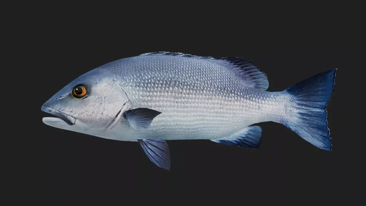 Snapper Low-poly 3D model 9