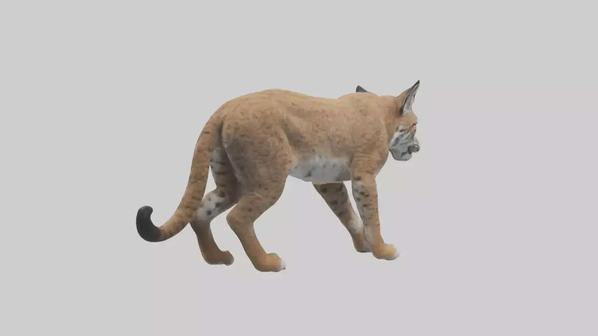 Bobcat stalking model 3D model