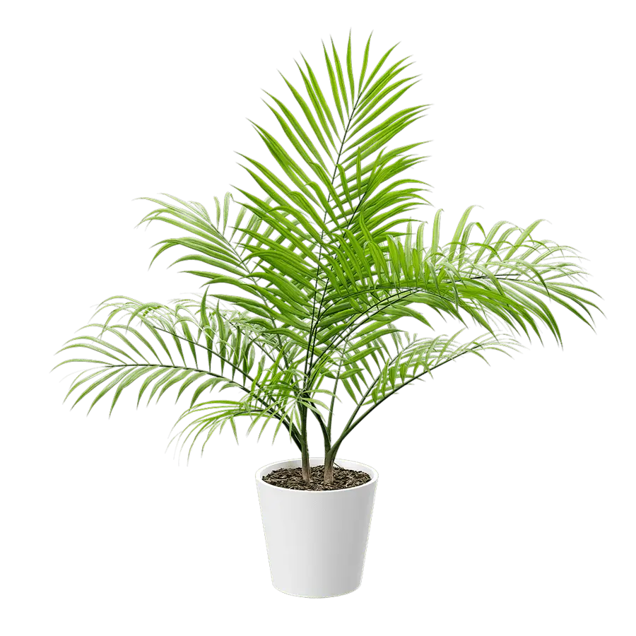  Bangalow Palm Potted Plant Model  get