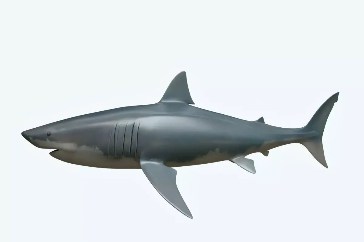 Great White Shark 3D model 7