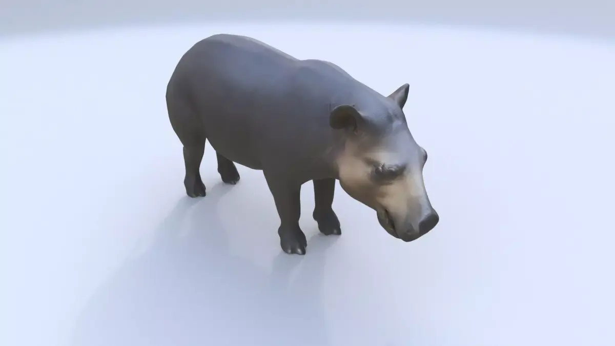Tapir 3D model