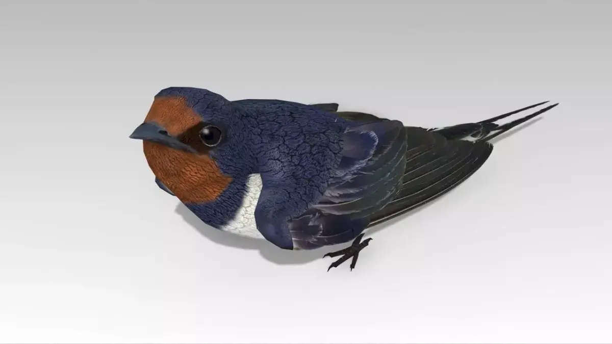Swallow Bird Low-poly 3D model