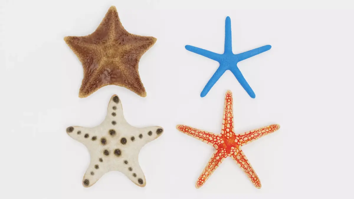-Starfishes- 3D model