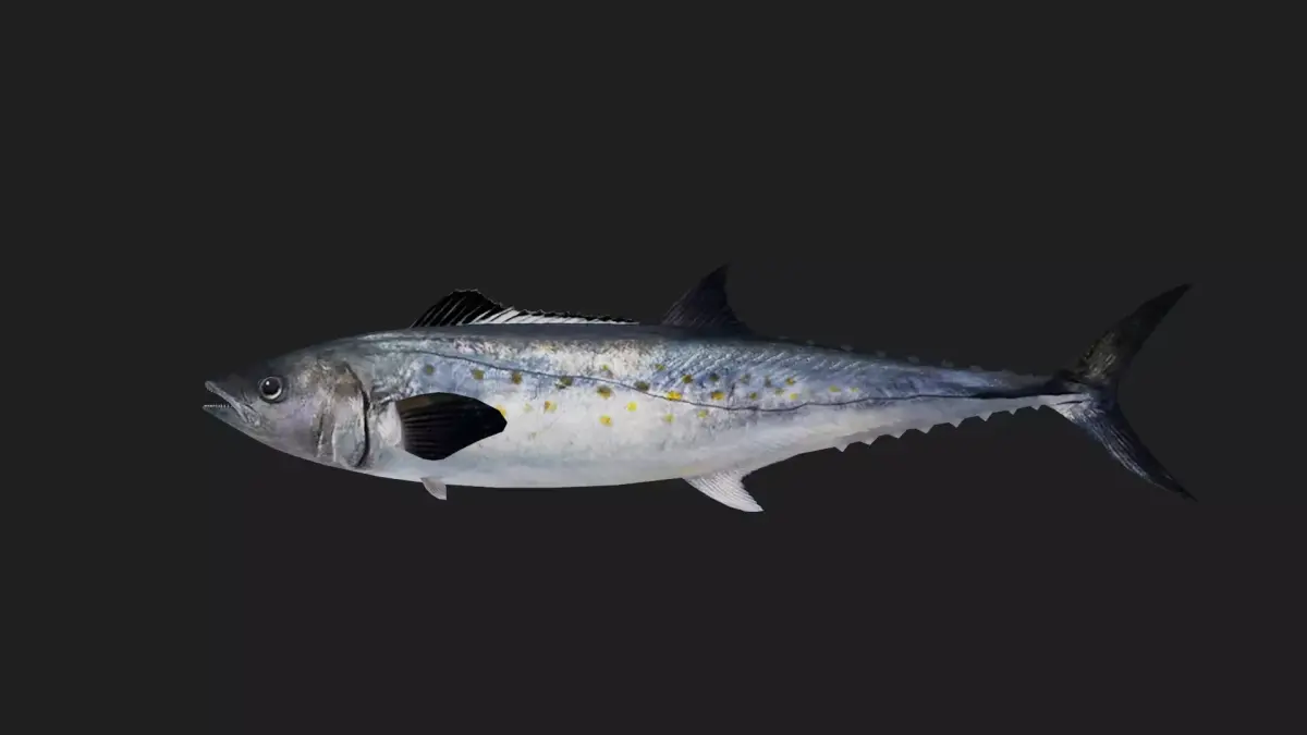 Mackerel Low-poly 3D model purchase