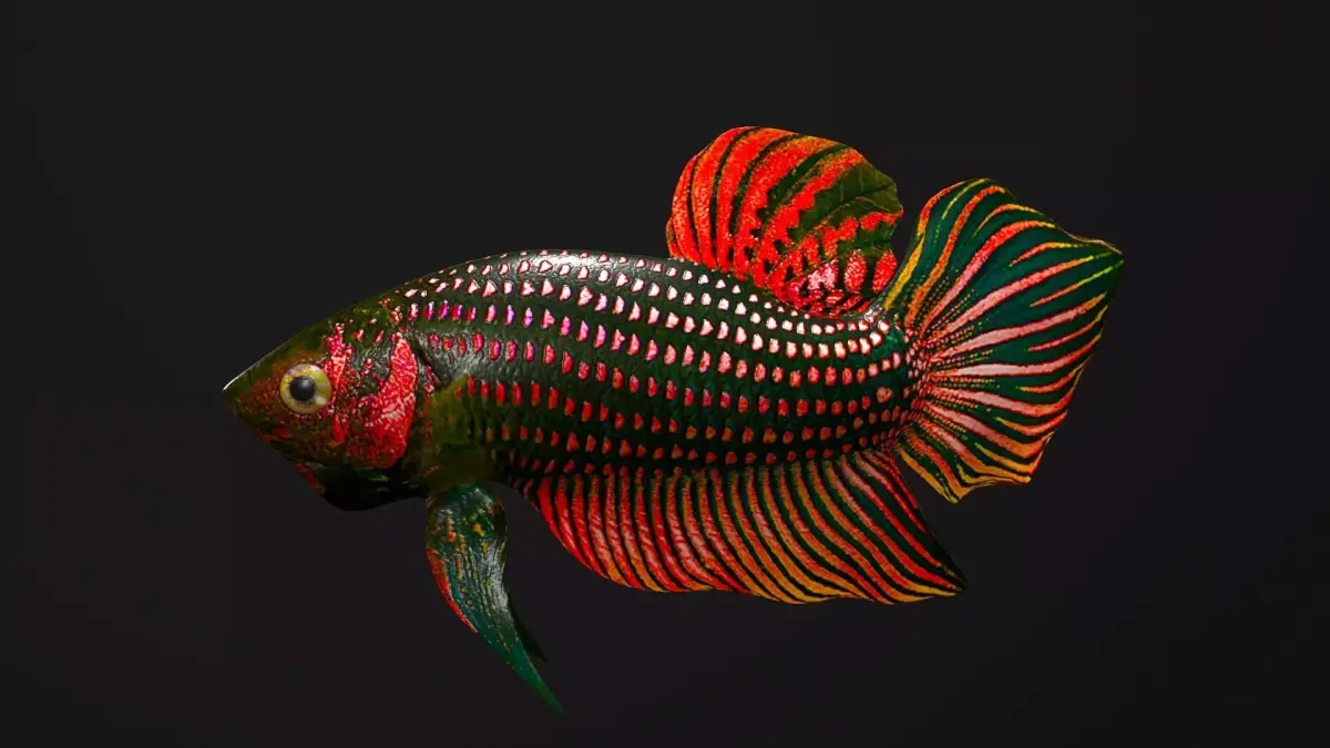 Betta Fish 3D model get