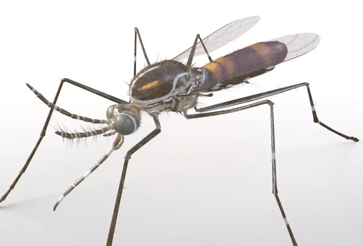 Mosquito insect Low-poly 3D model