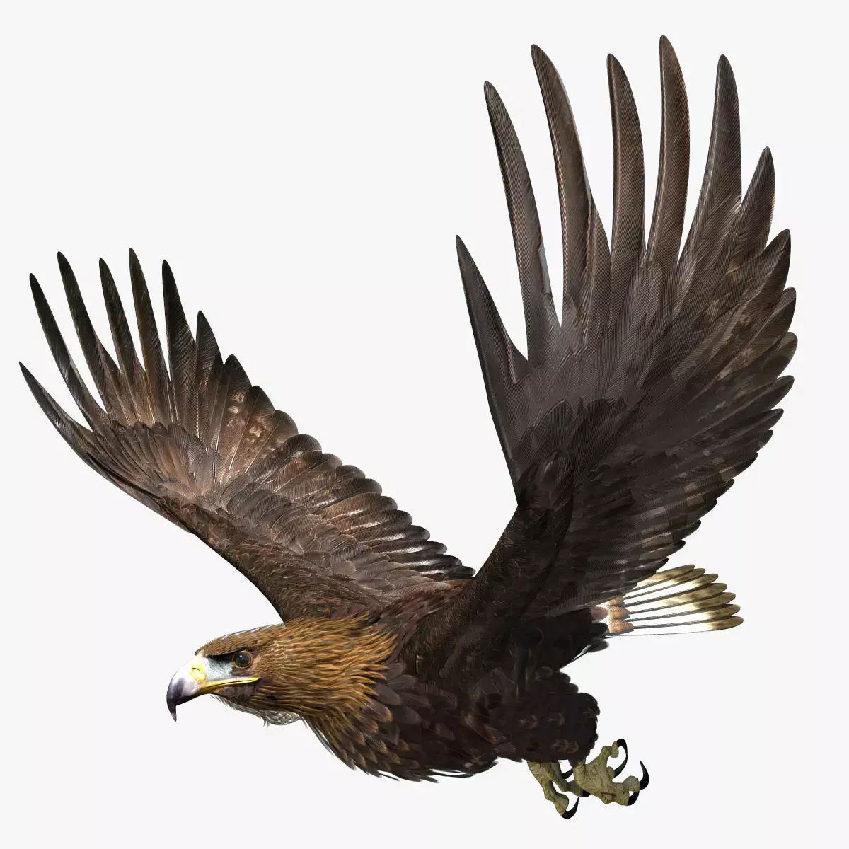 Golden Eagle - rigged - animated standard PBR VRAY 3D model