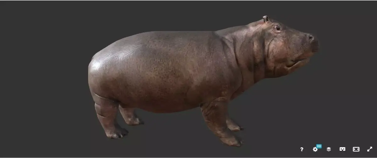 hippopotame hippopotamus Low-poly 3D model