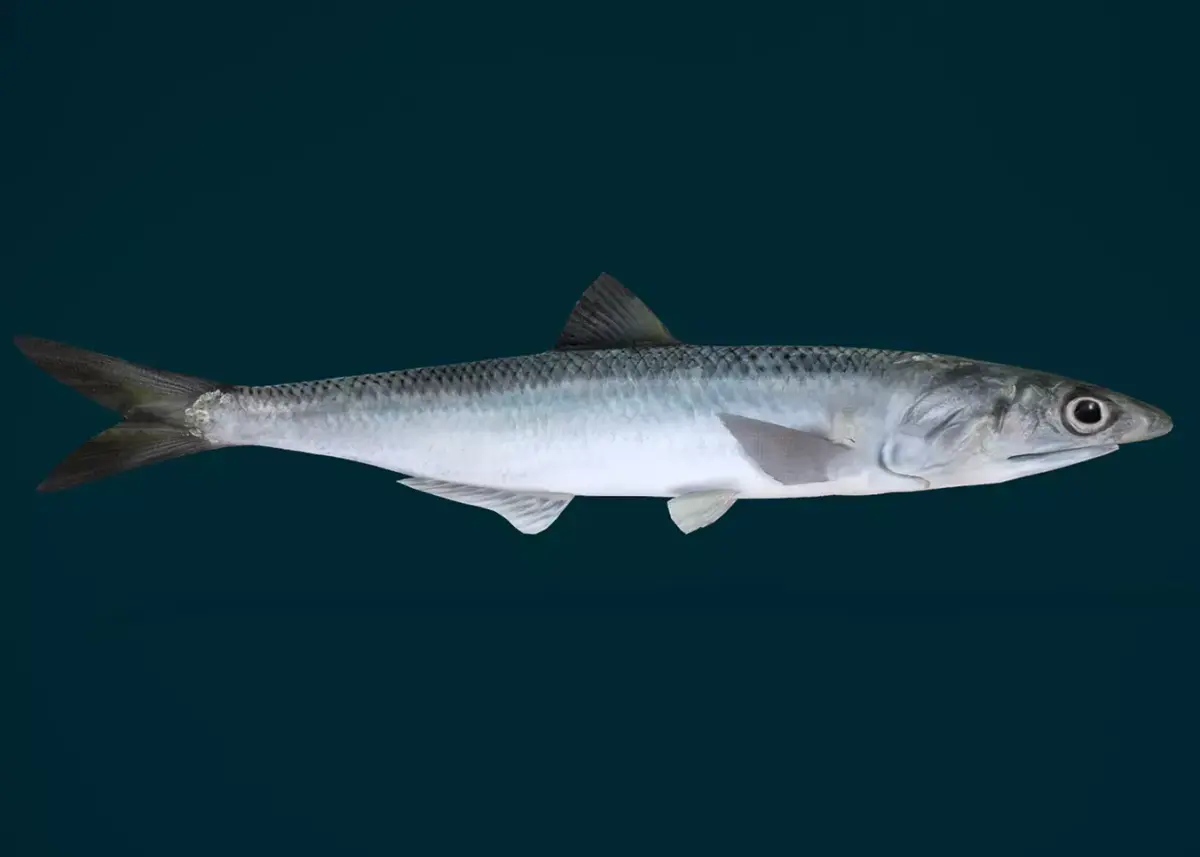 Anchovy Fish Animated 3D model