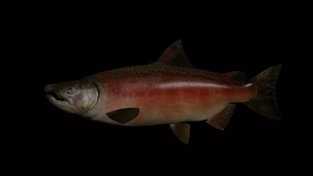 Chinook Salmon 3D model