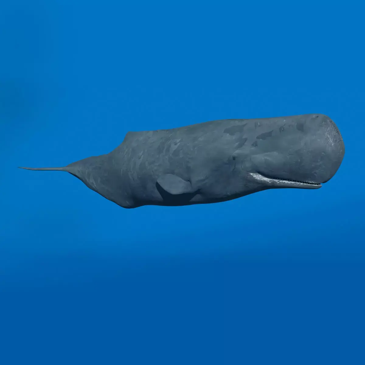 Photoreal Sperm Whale 8K - 3d animated 3D model