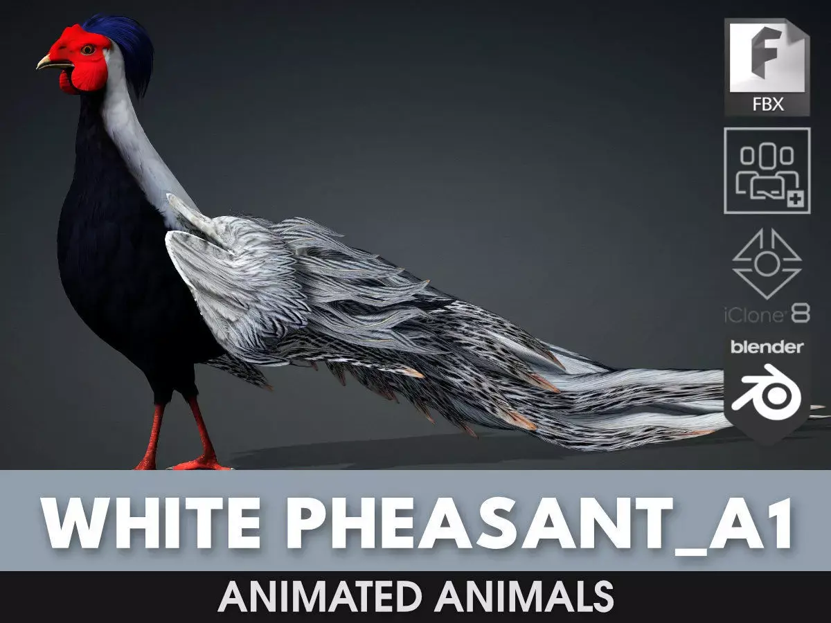 White Pheasant-A1 3D model
