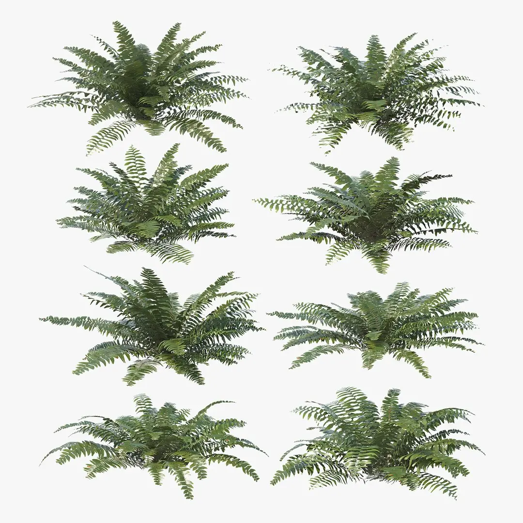 Sword Fern Bundle 3D model purchase