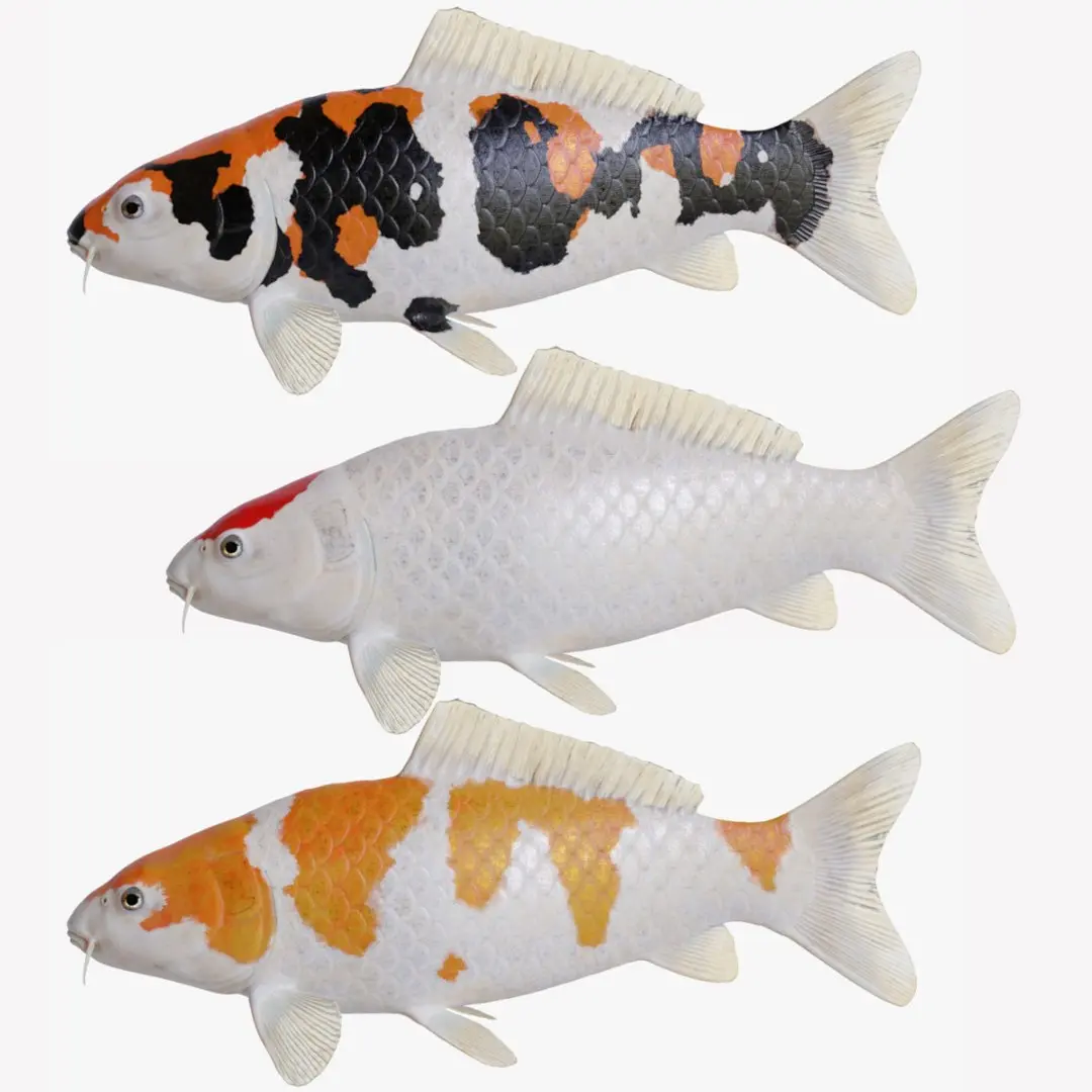 Koi Carp Pack 3D model