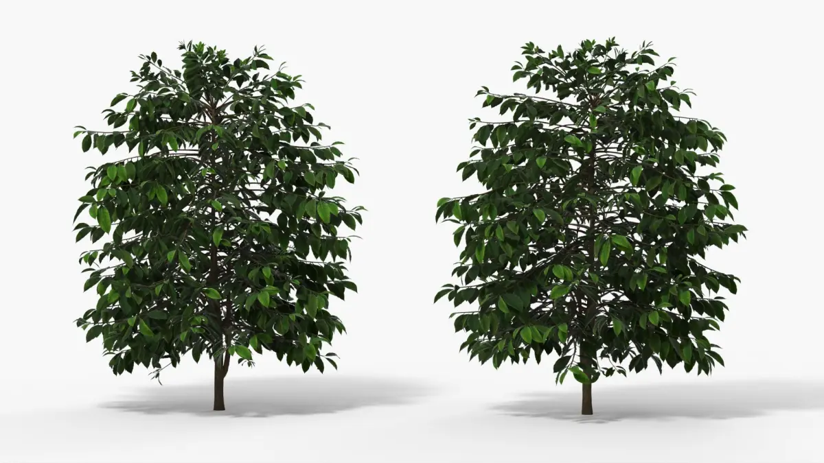 Coffee Plant with Dense Foliage Green 3D model