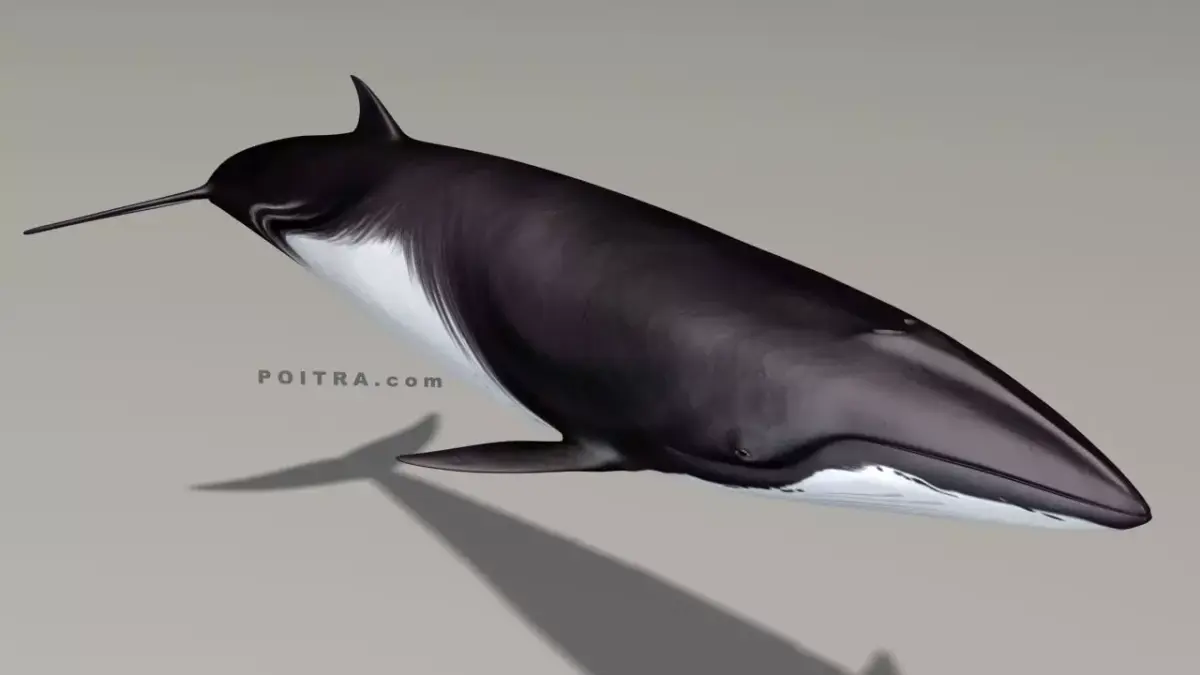 Minke Whale - Balaenoptera Acutoro - Adult Male - Pose 1 - 3D model