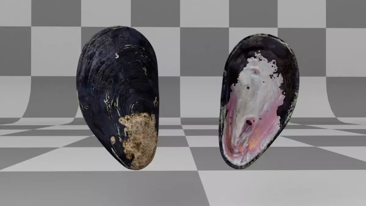 Mussel Shell Low-poly 3D model