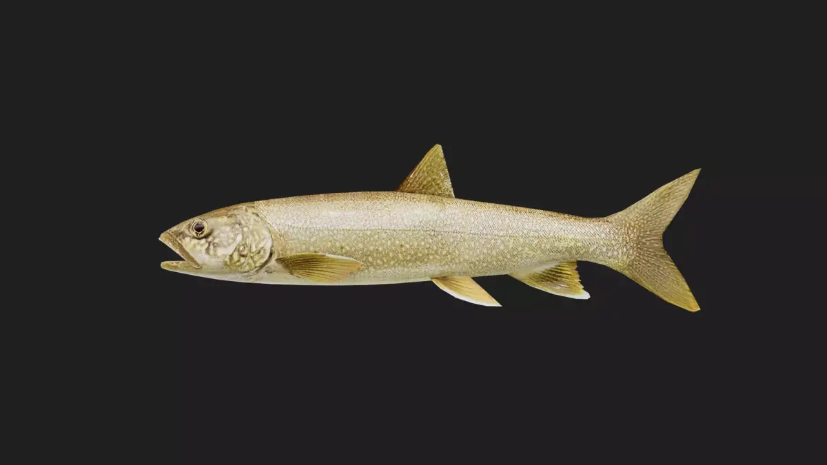 Trout Low-poly 3D model 3