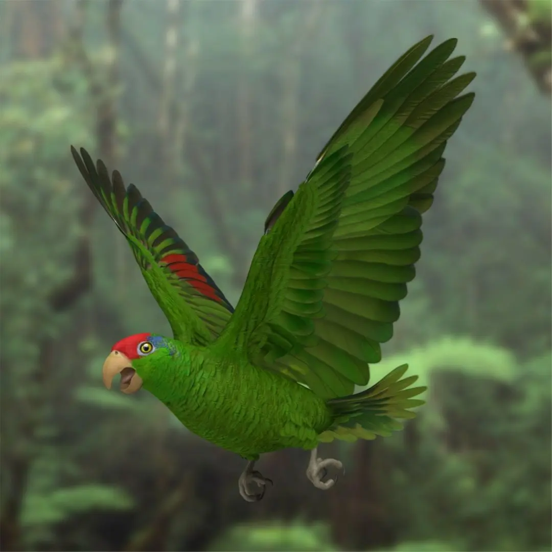 Amazona Viridigenalis 'Red-crowned Amazon Parrot' 3D model