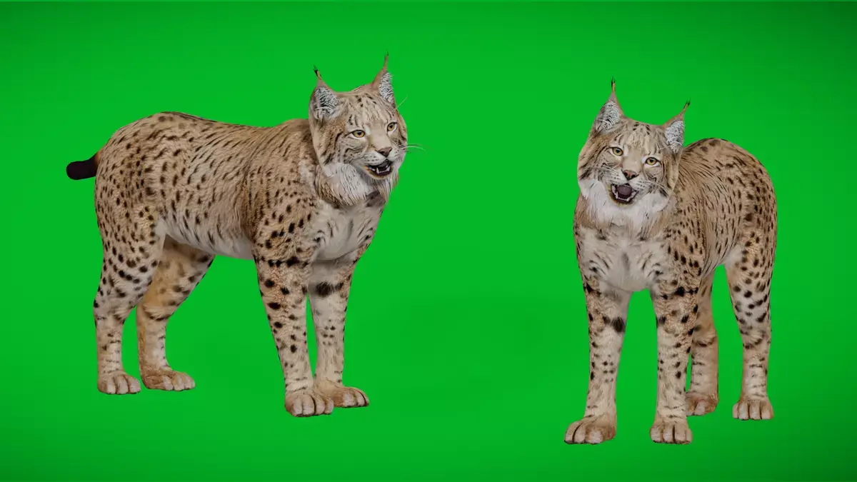 Eurasian Lynx Wild Cat Free 3D model