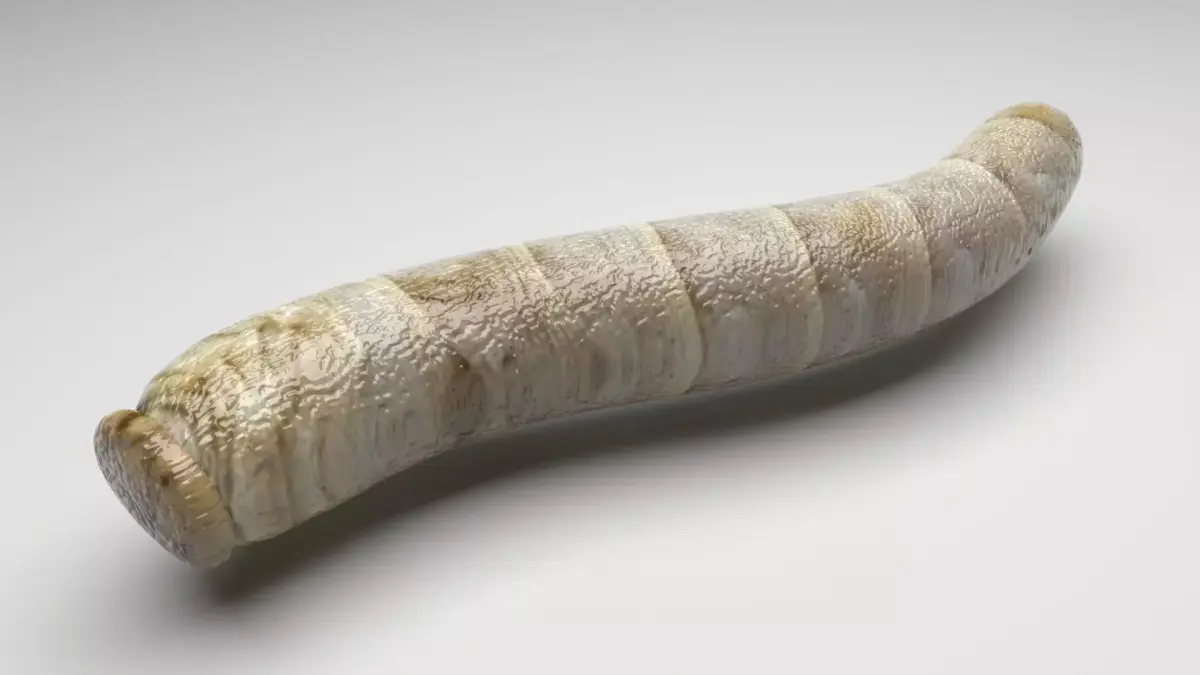 Silkworm 3D model