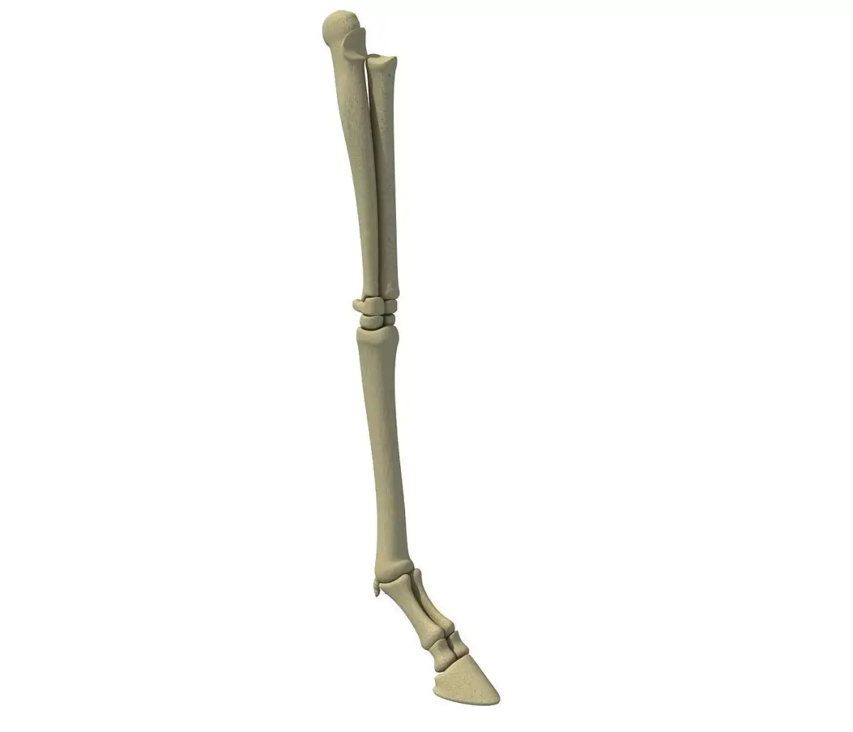 Animal Leg Femur Bones 2 3D model