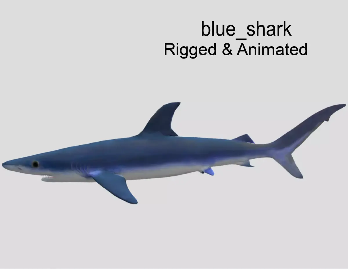 Blue Shark Realistic Animated Low-poly 3D model