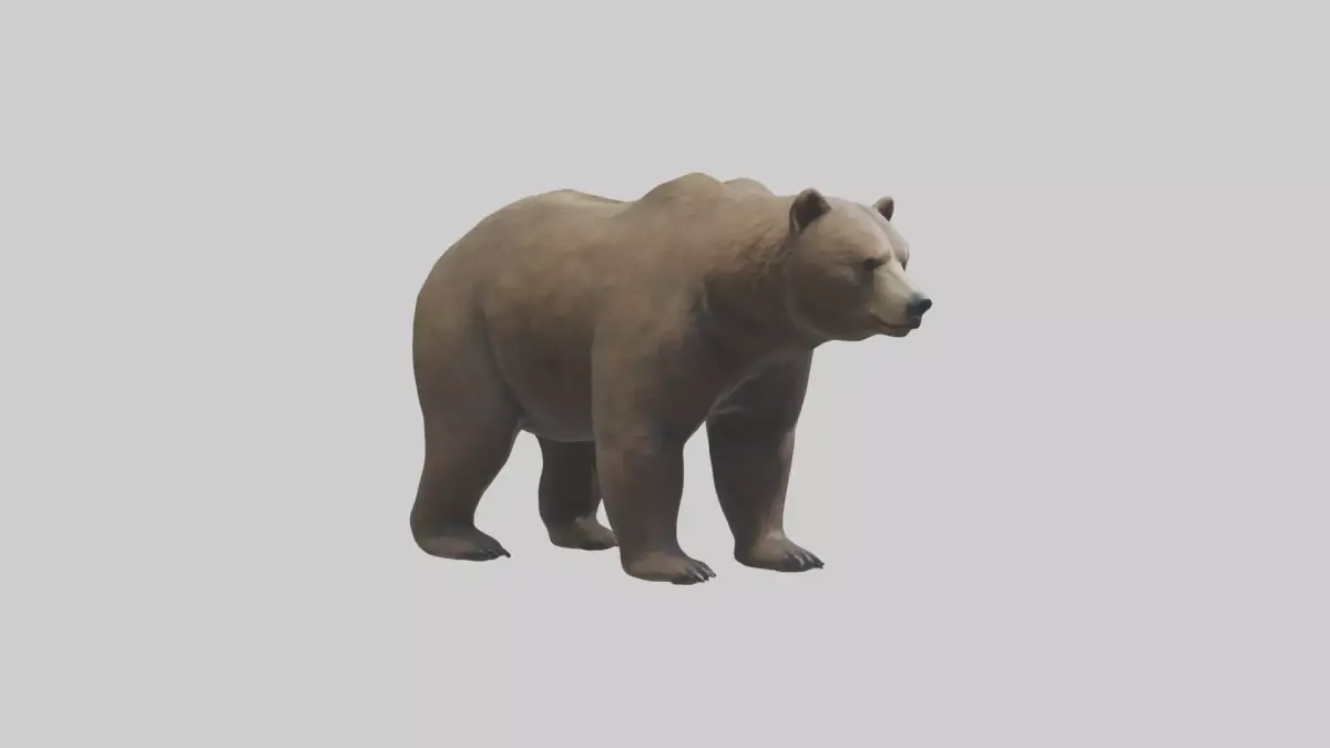 Realistic Bear Model Low-poly 3D model