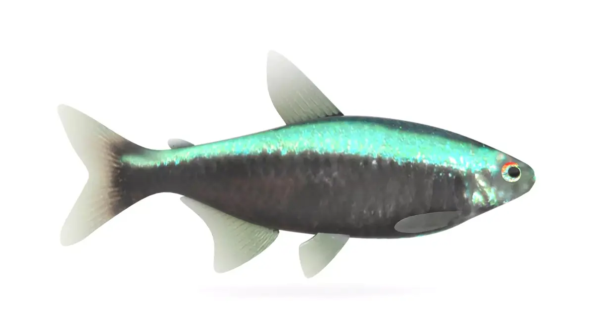 Neon Tetra Fish 3D model buy
