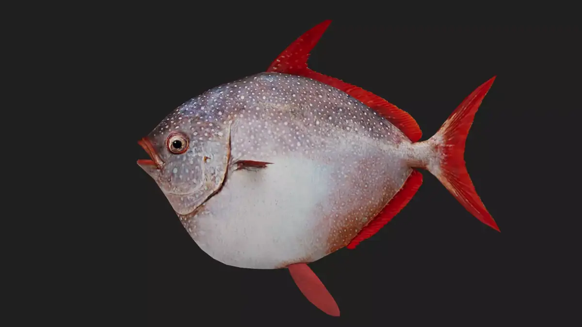 Lampridae Low-poly 3D model