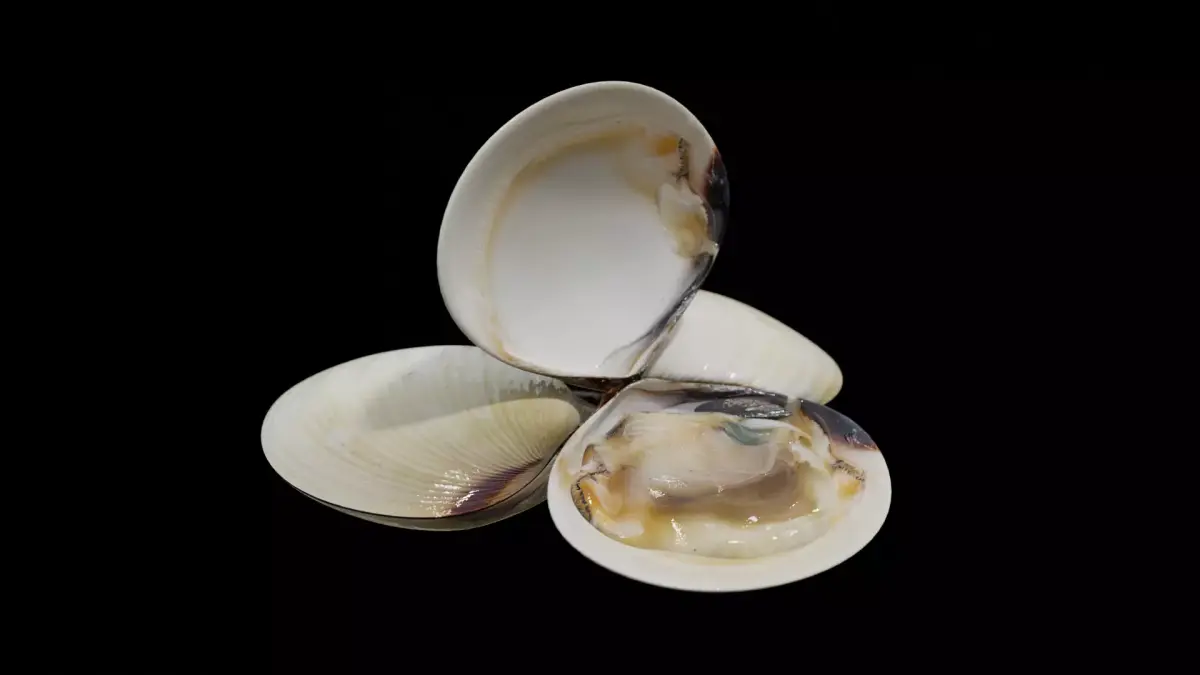 White clams Low-poly 3D model