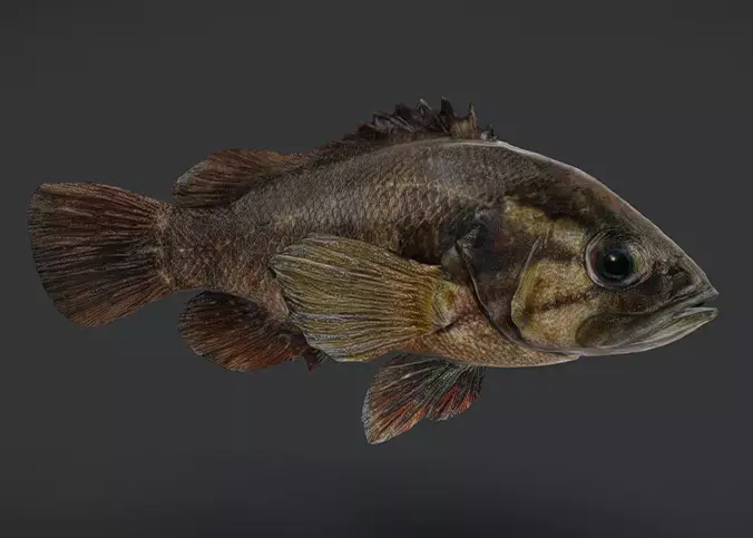 Realistic Perch Animated 3D model