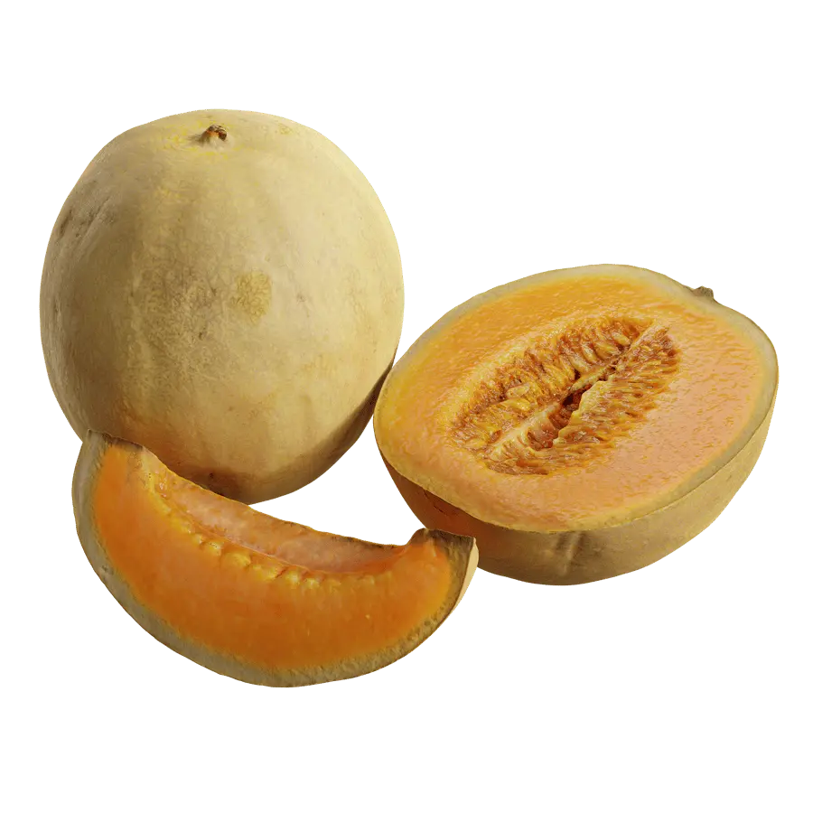  Cantaloupe Melon Models 
